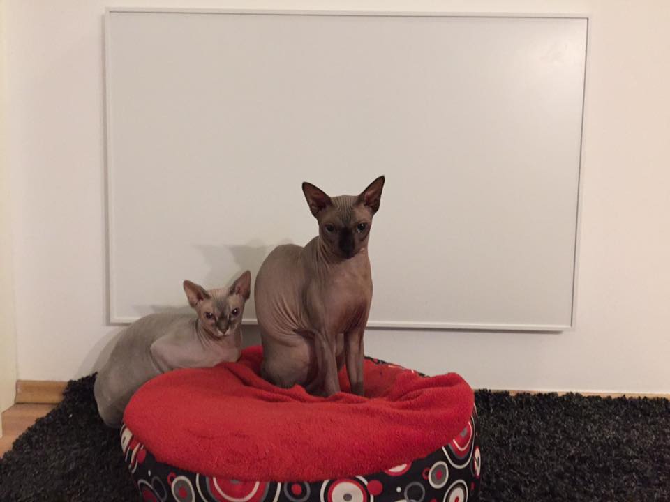 Pet-Friendly Heating in the Czech Republic